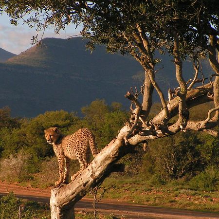 Samara Karoo Reserve Villa กราฟฟ์-เรเน็ต ภายนอก รูปภาพ