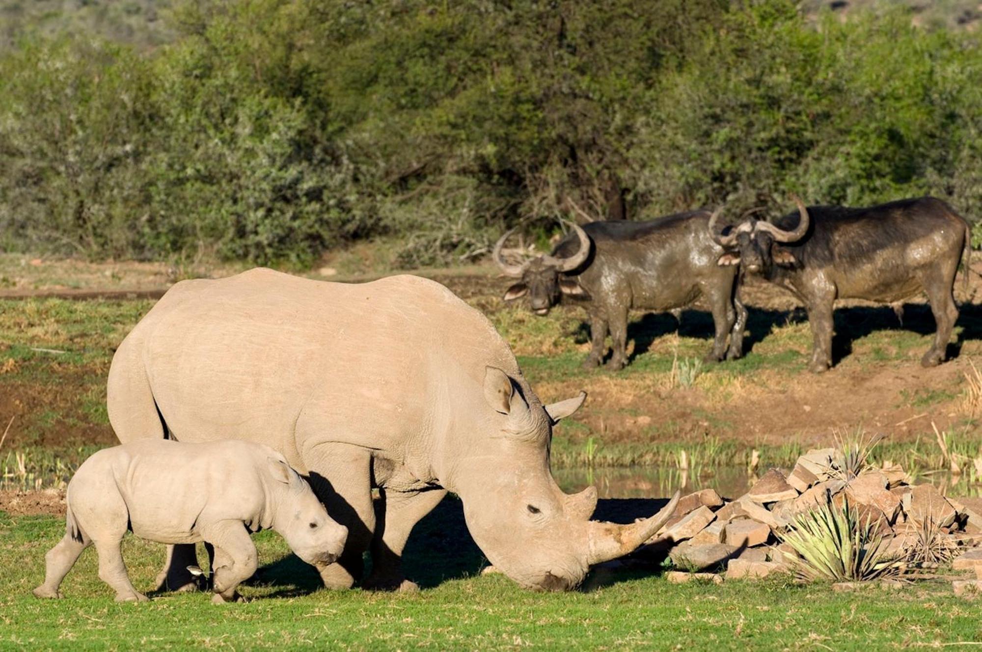 Samara Karoo Reserve Villa กราฟฟ์-เรเน็ต ภายนอก รูปภาพ